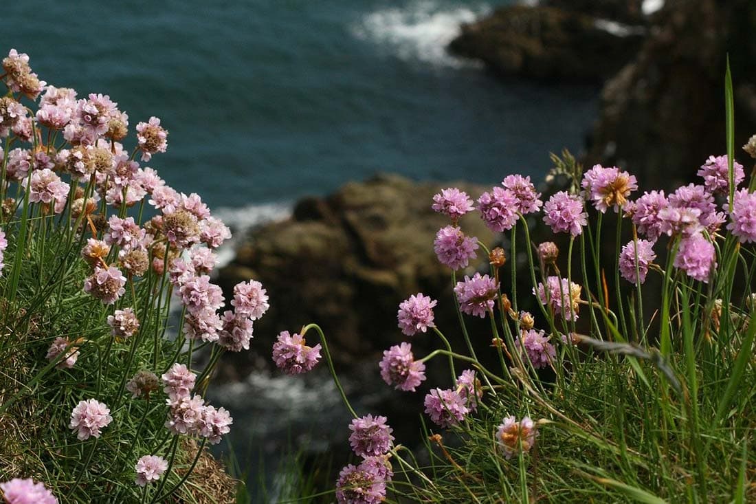 spring in scotland