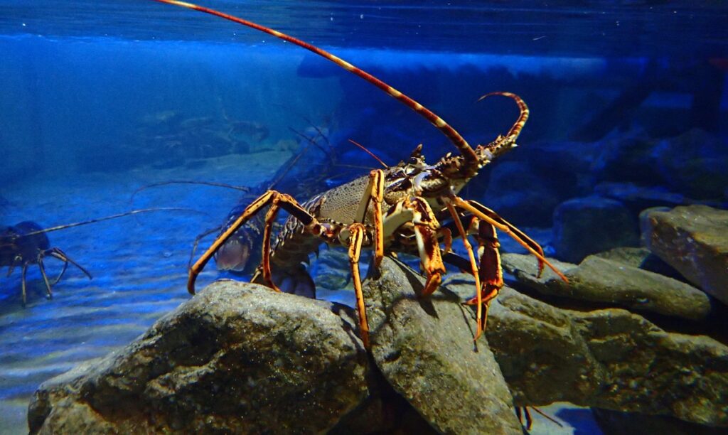 Anglesey Sea Zoo