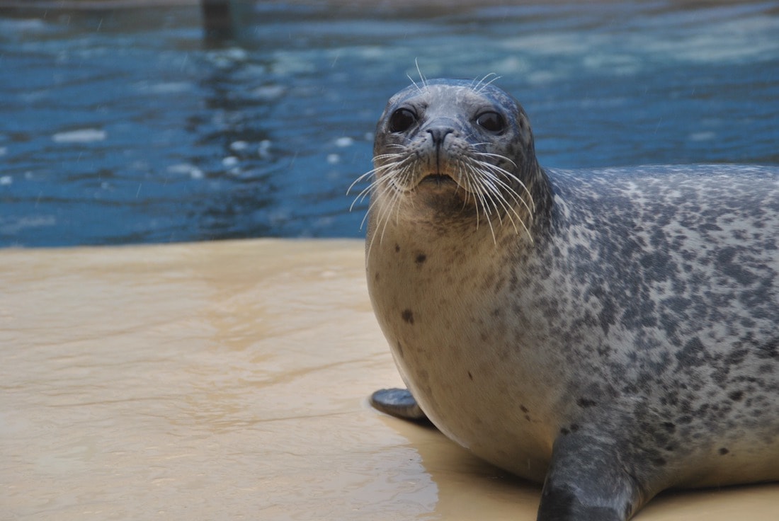 Harbour seal at the SeaQuarium in Rhyl