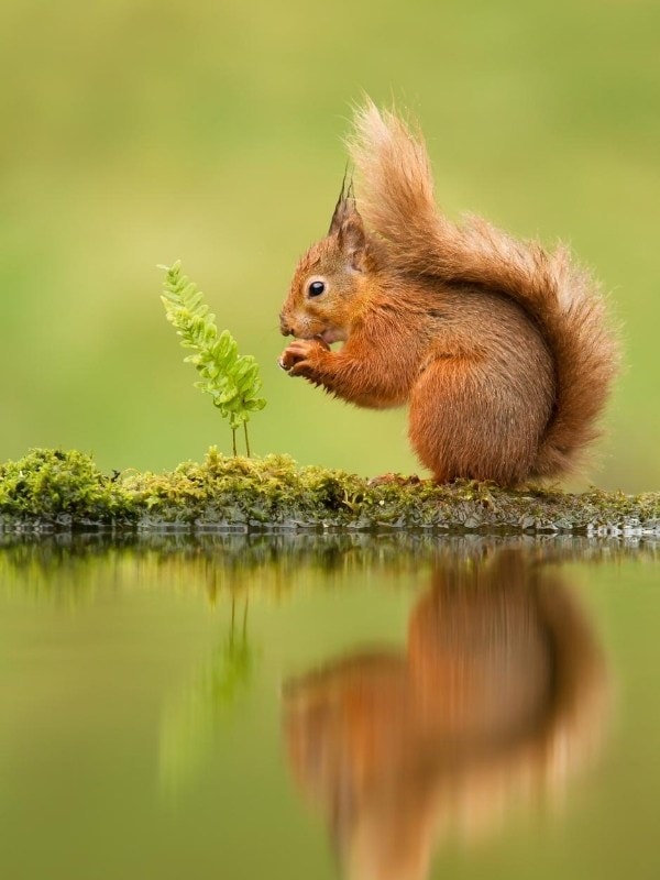 Red squirrel