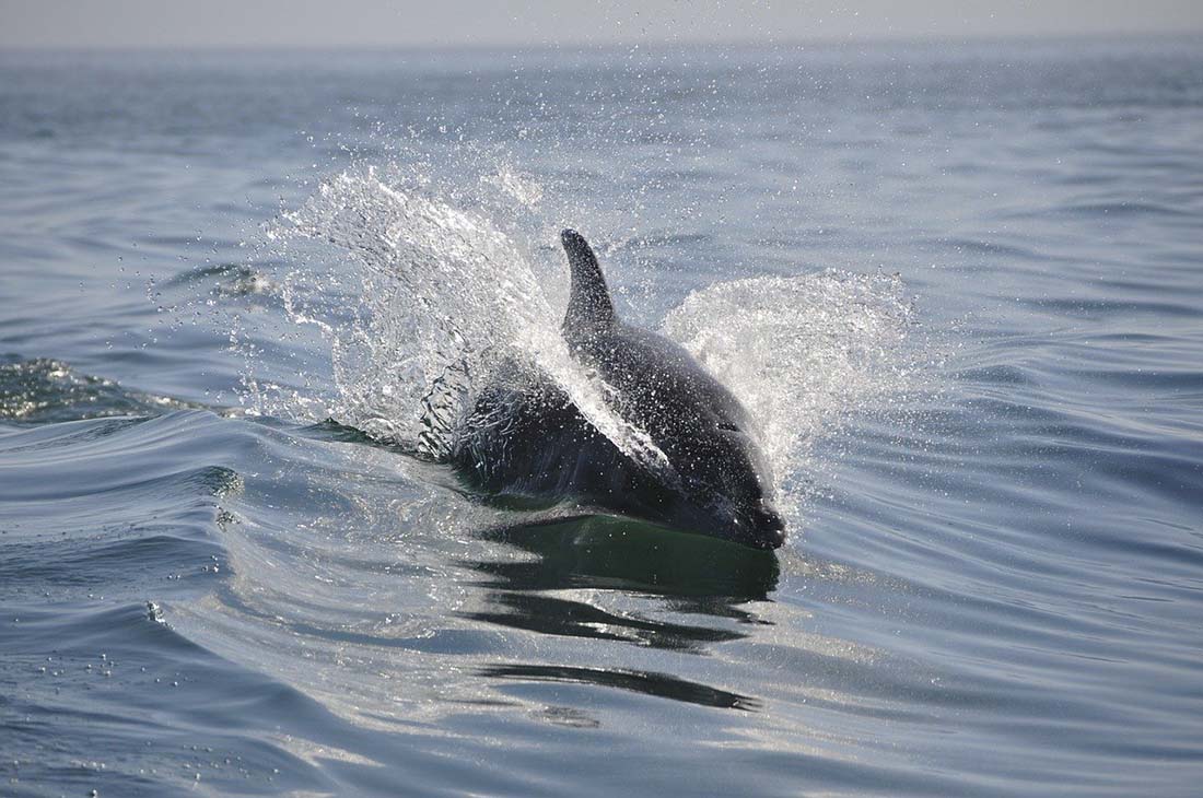 dolphin spotting scotland