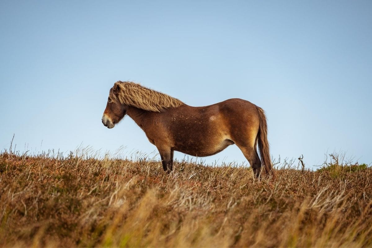 exmoor safari