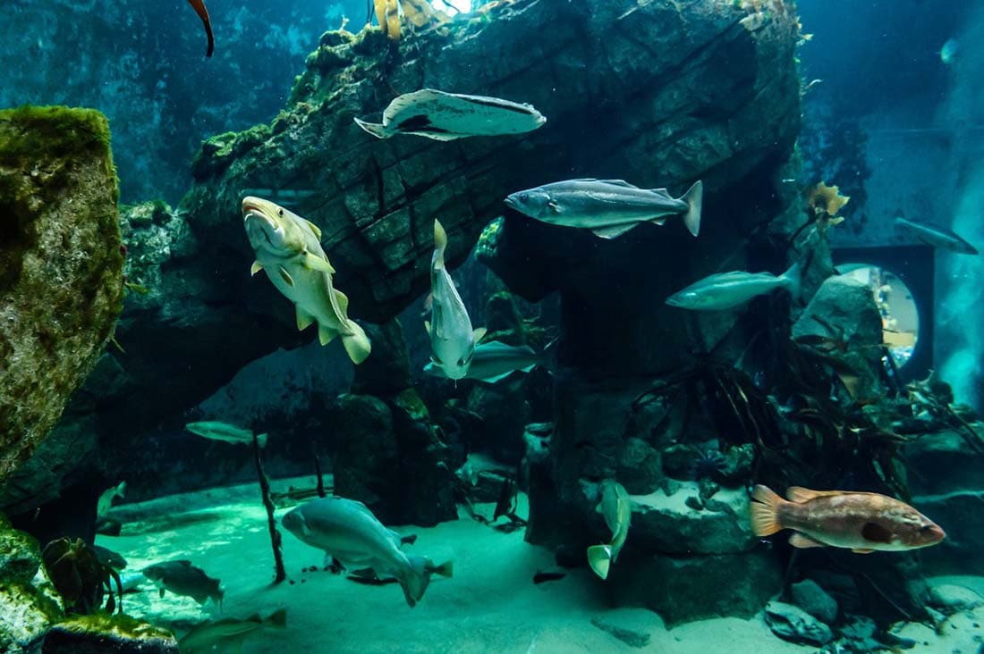 macduff marine aquarium
