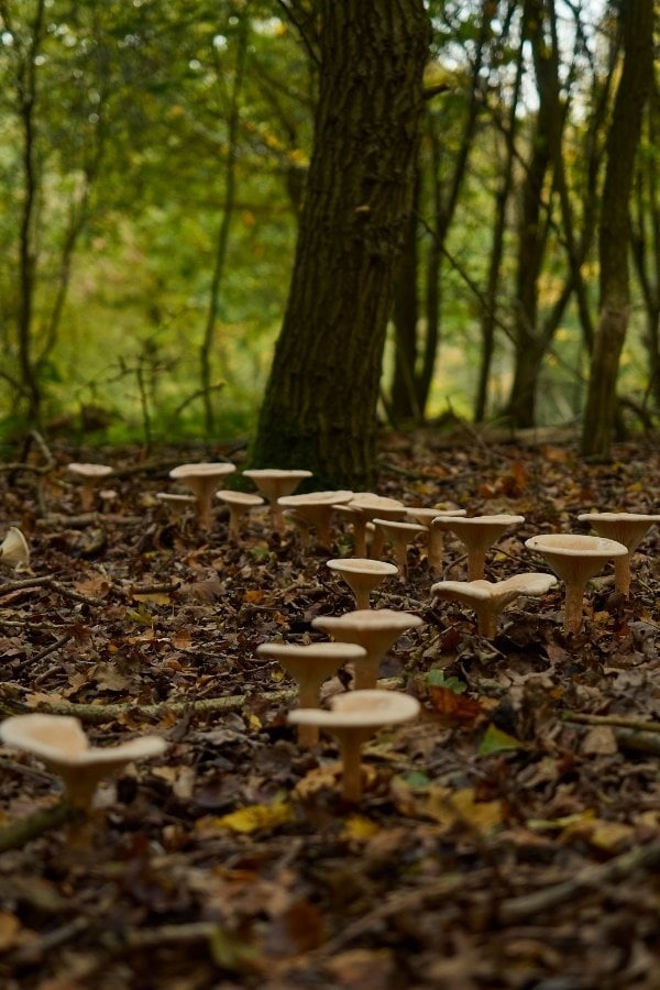 oak trail epping forest