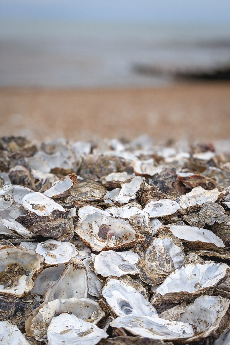 Oyster shells on the beach in Whitstable