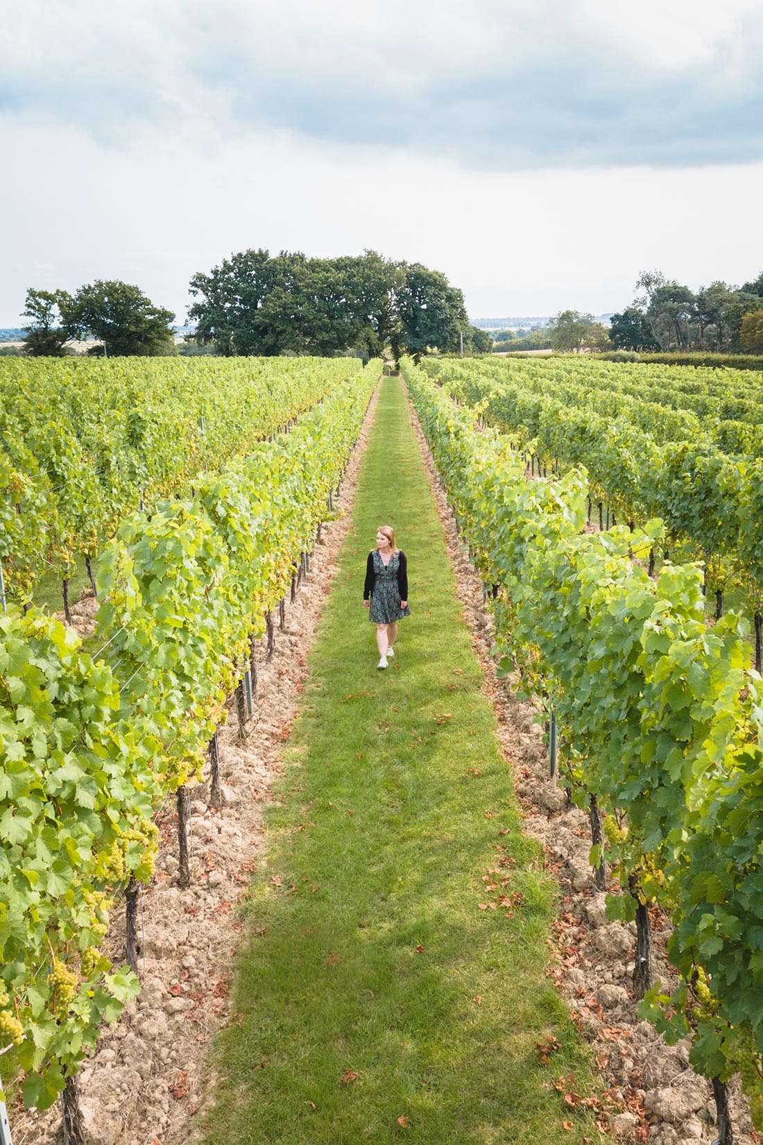 gusbourne vineyard kent