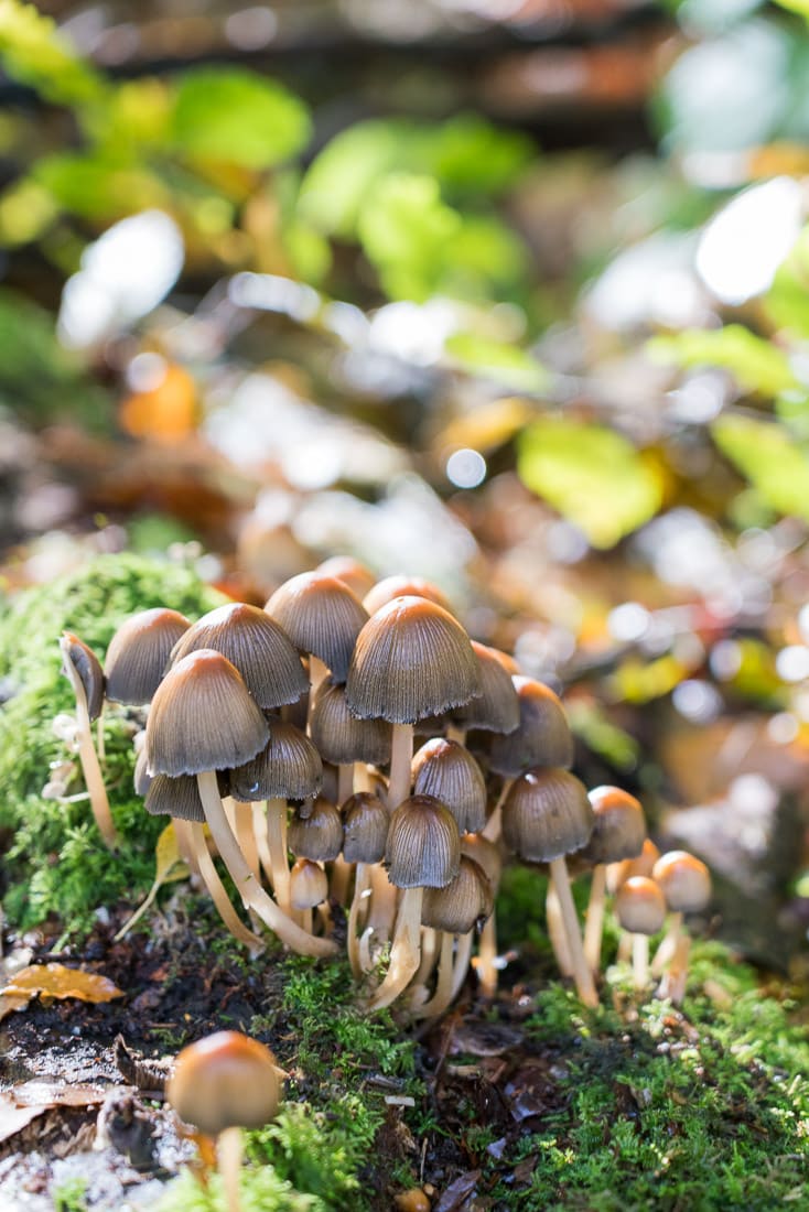 Mushrooms in Penn Wood