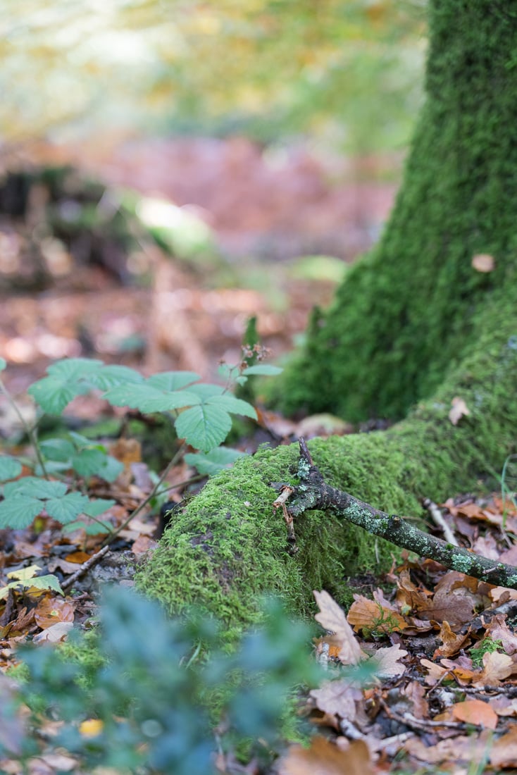 Moss covered trees in Penn Wood, Buckinghamshire