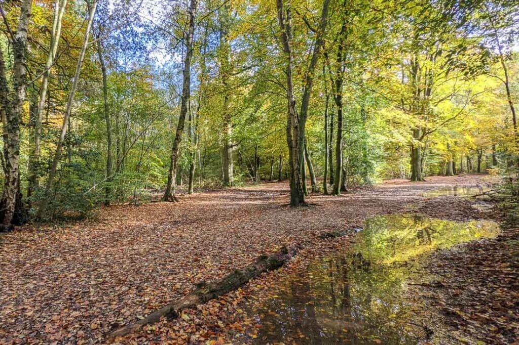 A Detailed Guide To Visiting Penn Wood, Buckinghamshire (2024 Guide)