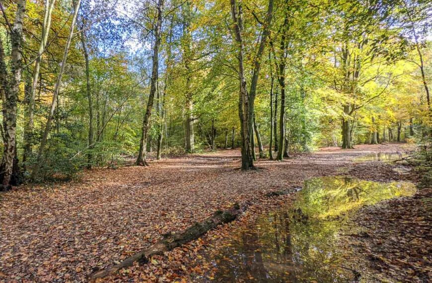 A Detailed Guide To Visiting Penn Wood, Buckinghamshire