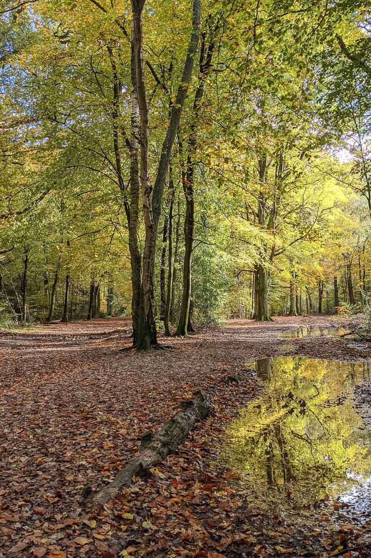 Pretty views in Penn Wood, Buckinghamshire