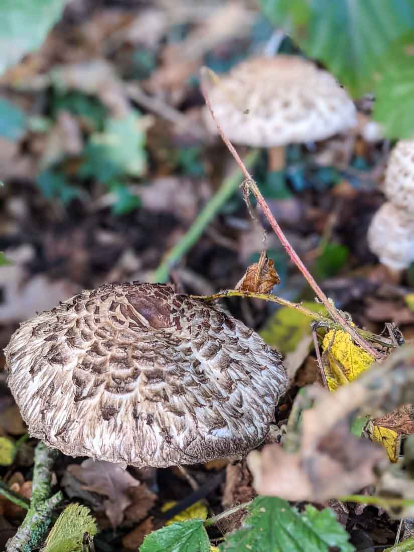 Mushrooms in Penn Wood in autumn
