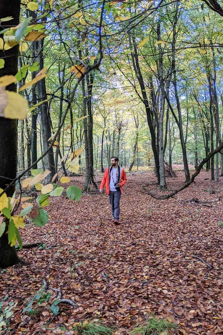 Walking in Penn Wood, Buckinghamshire