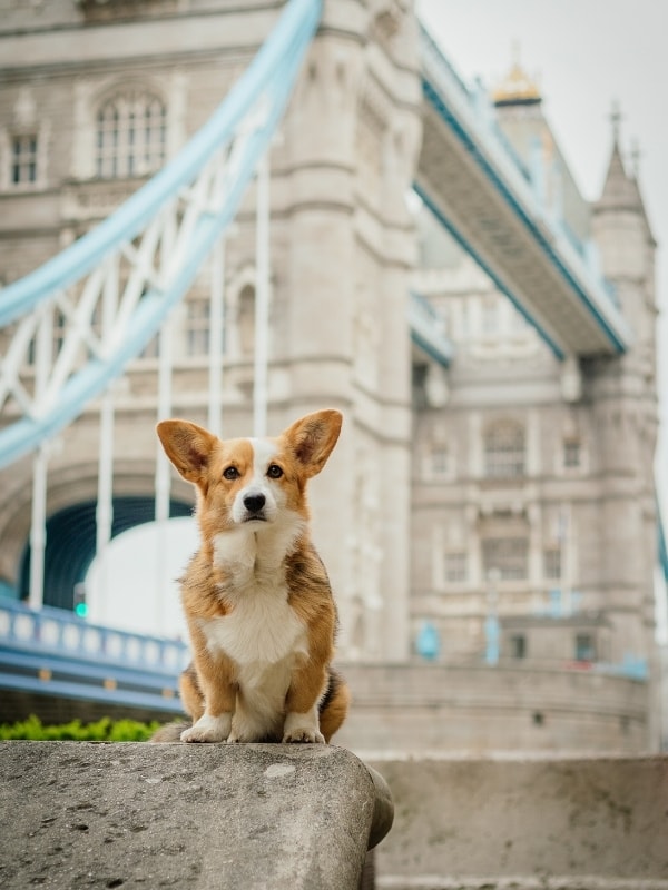A dog visiting Tower Bridge