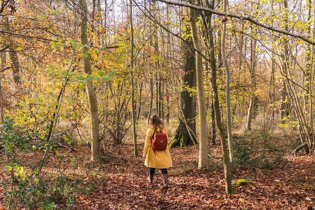 Pretty autumnal woodland views