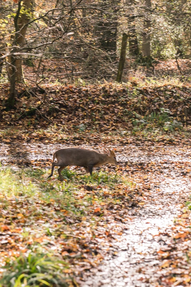 Muntjac deer spotted on the Whiteleaf walk