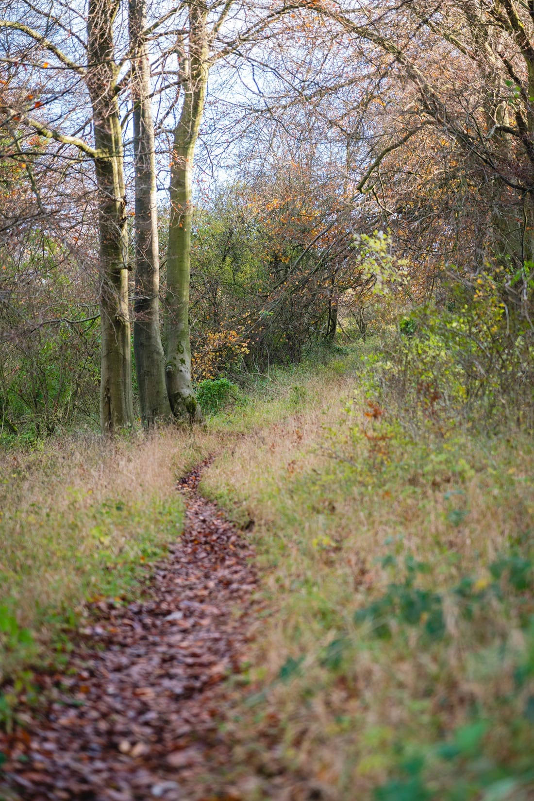 ivinghoe beacon to bridgewater monument