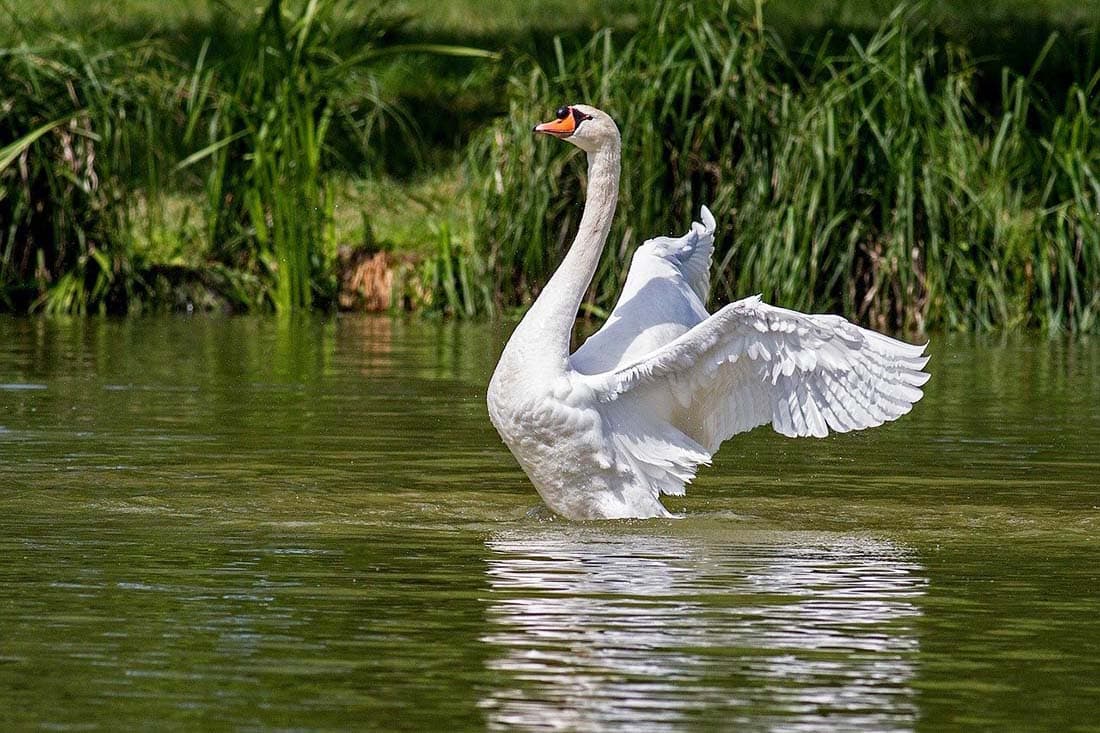 swan england