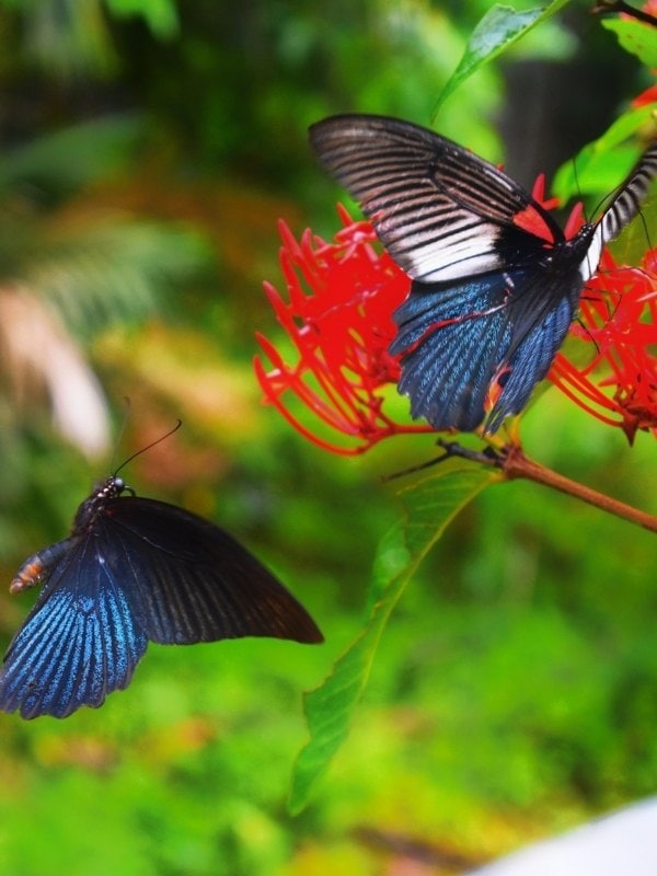 Wye Valley Butterfly Zoo