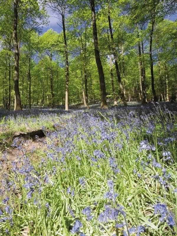 Bluebells in the Forest of Dean