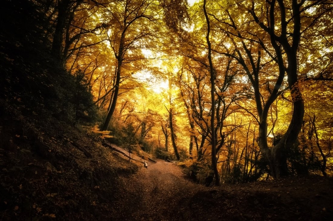 Autumn trees in the Forest of Dean