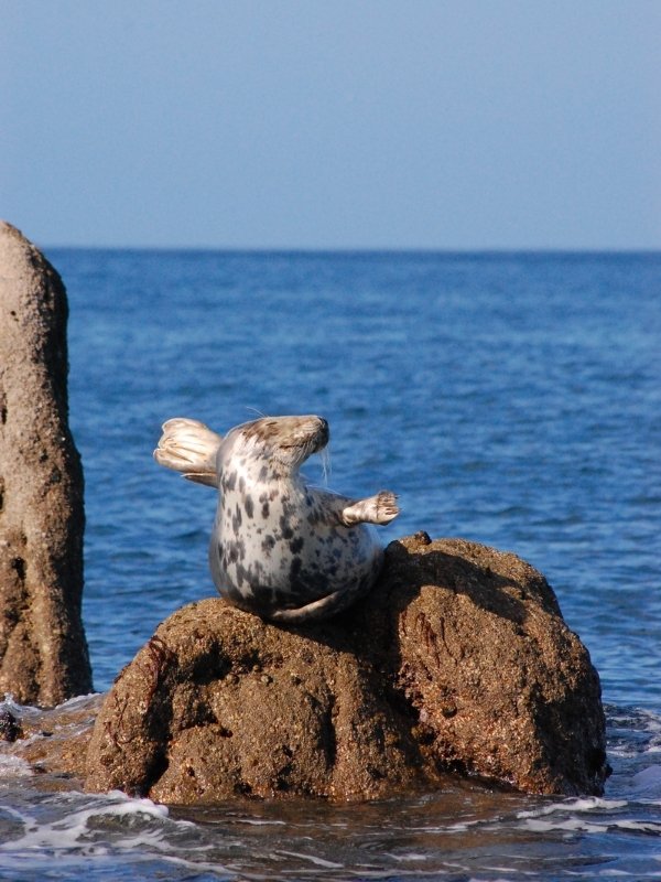 Seal in the Scilly Isles