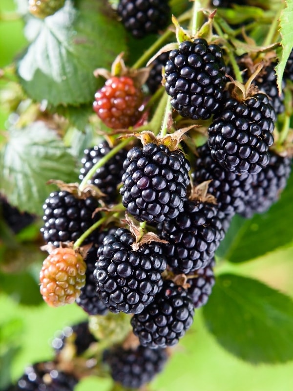 Fresh blackberries growing in the wild