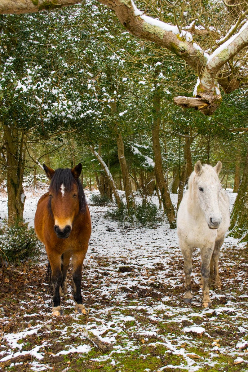 Wild ponies in the New Forest