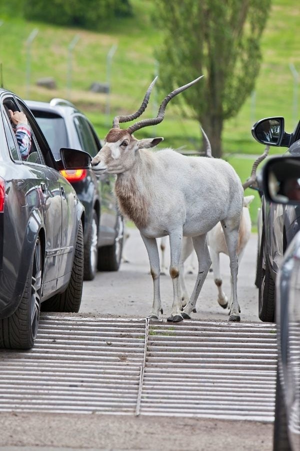 west midland safari park