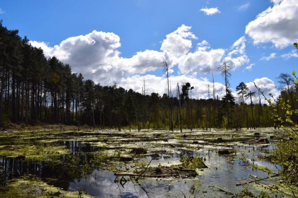 delamere forest walks