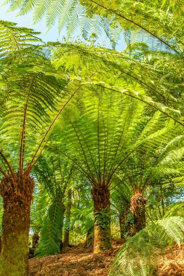 Giant ferns at the Lost Gardens of Heligan