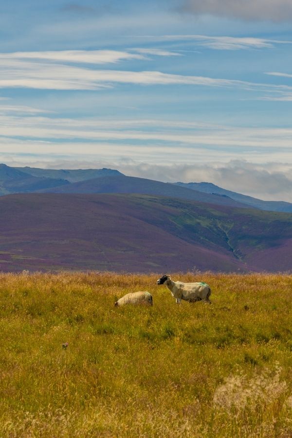 Cairgorms National Park, Scotland