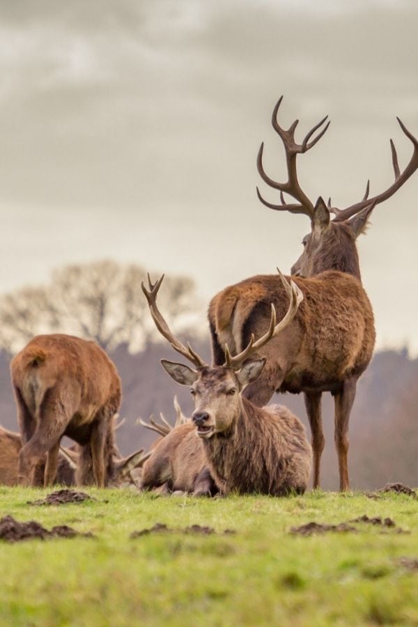 stags in windsor great park