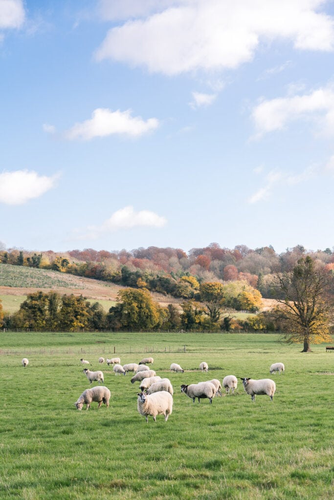 Hambledon countryside