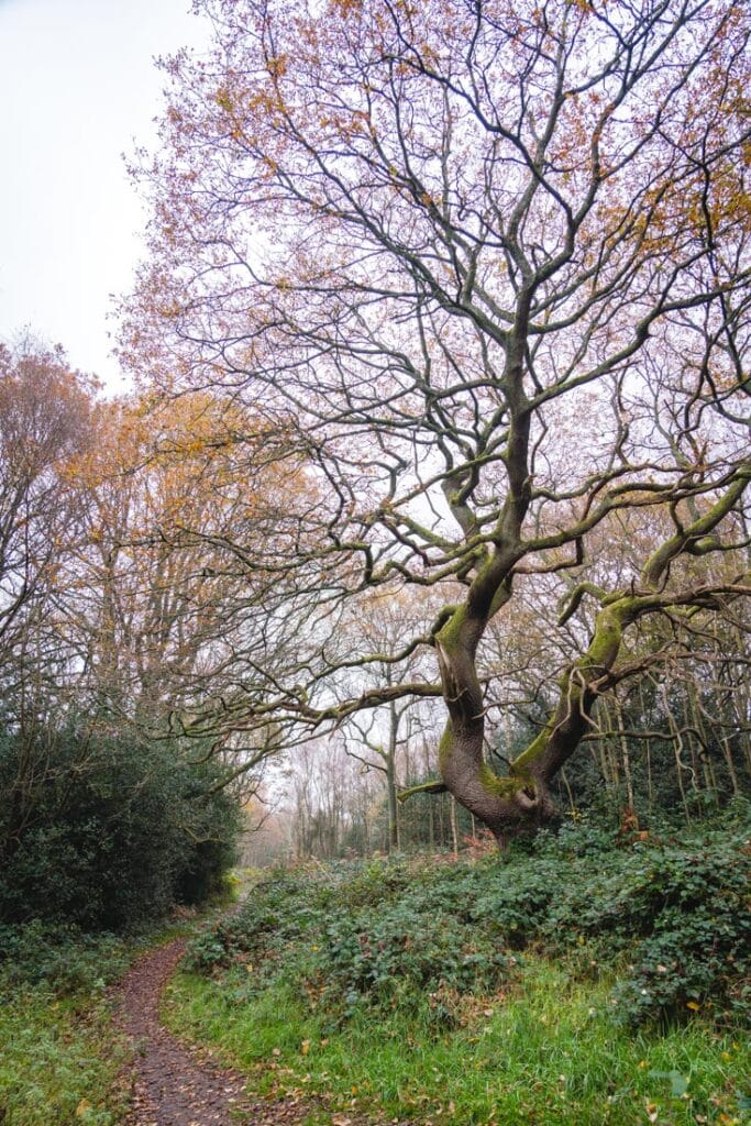 path to denbies