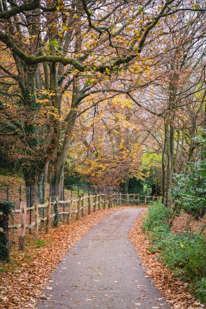 track near denbies