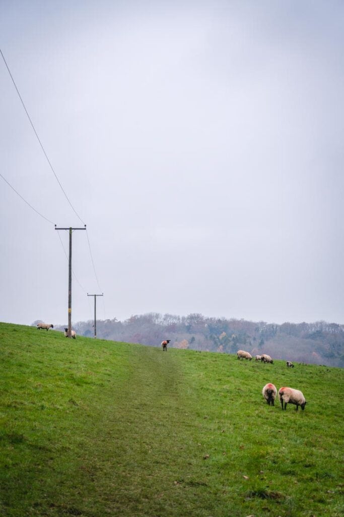 field of sheep