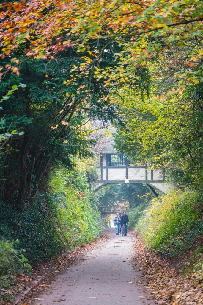 walking through the woods