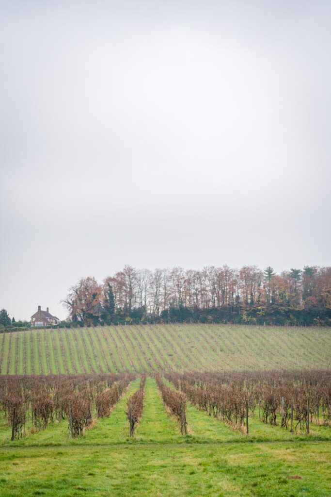 wine tours at denbies wine estate