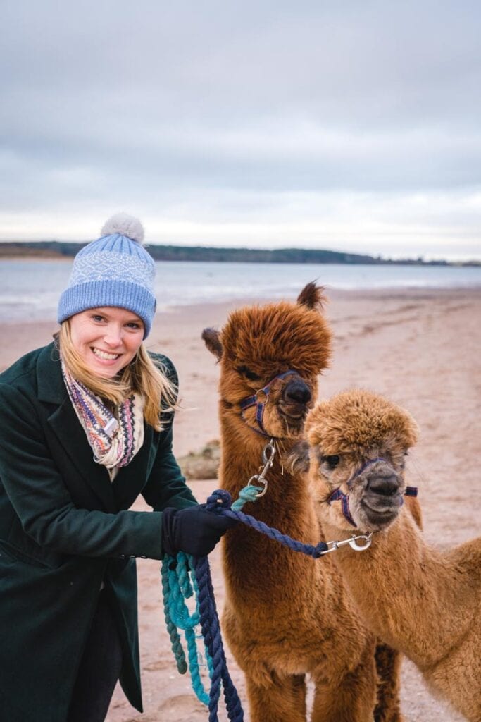 alpaca trekking east lothian