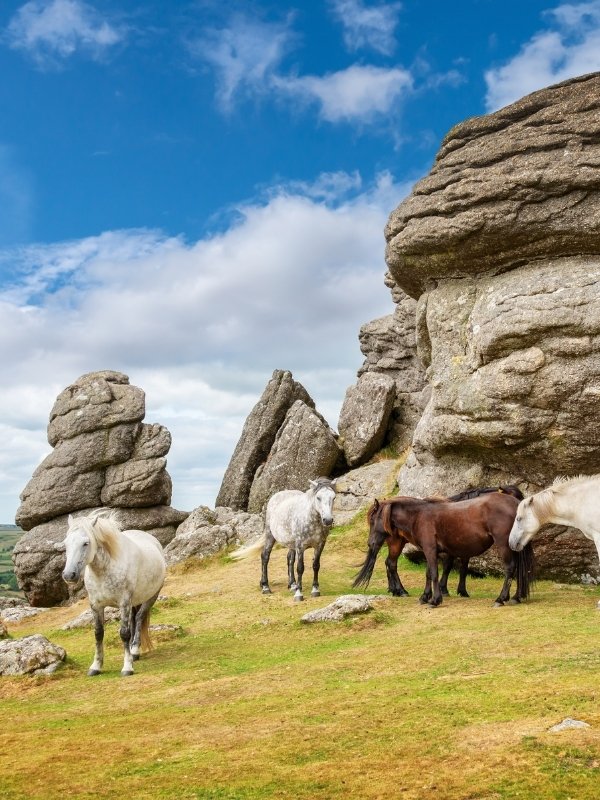 Ponies on Dartmoor in Devon