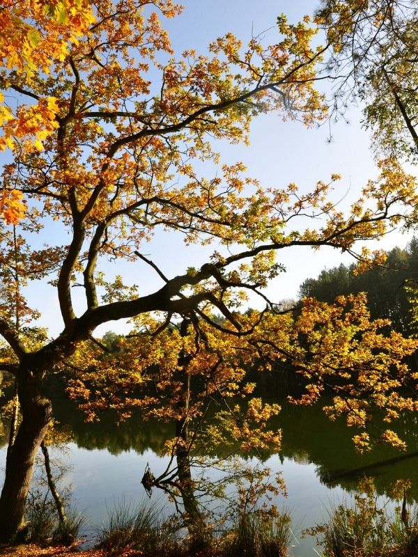 delamere forest near manchester