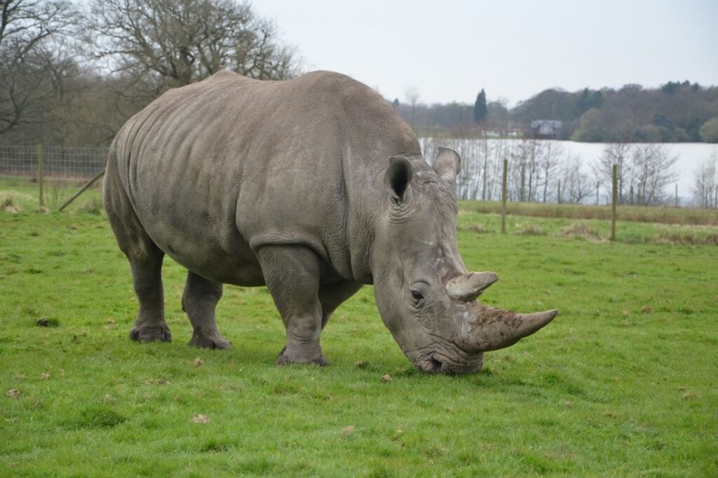 knowsley safari park