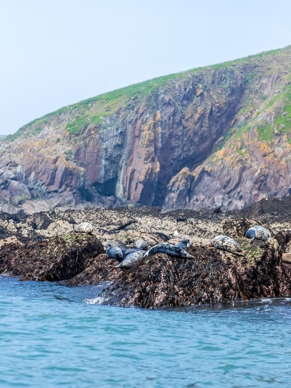 Caldey Island seals
