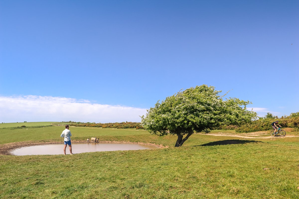 Pretty views along this section of the Ditchling Beacon walk