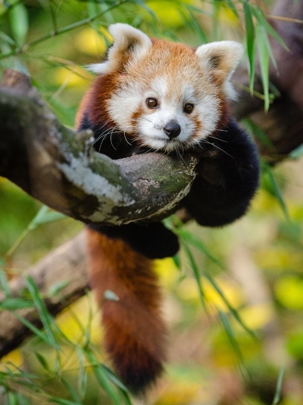 Red panda