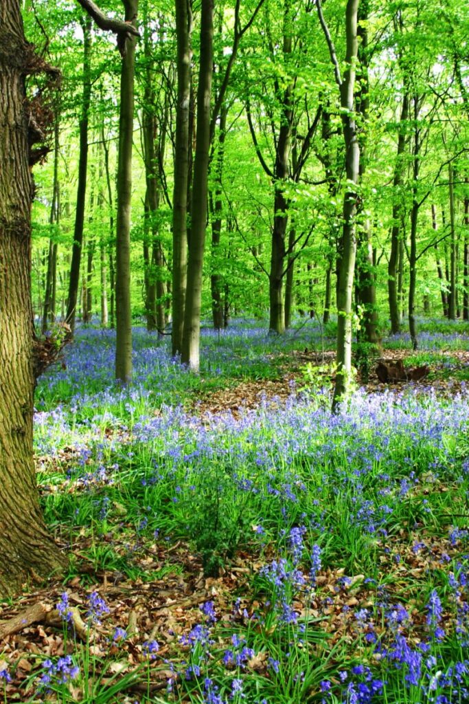 Sherwood Forest bluebell season