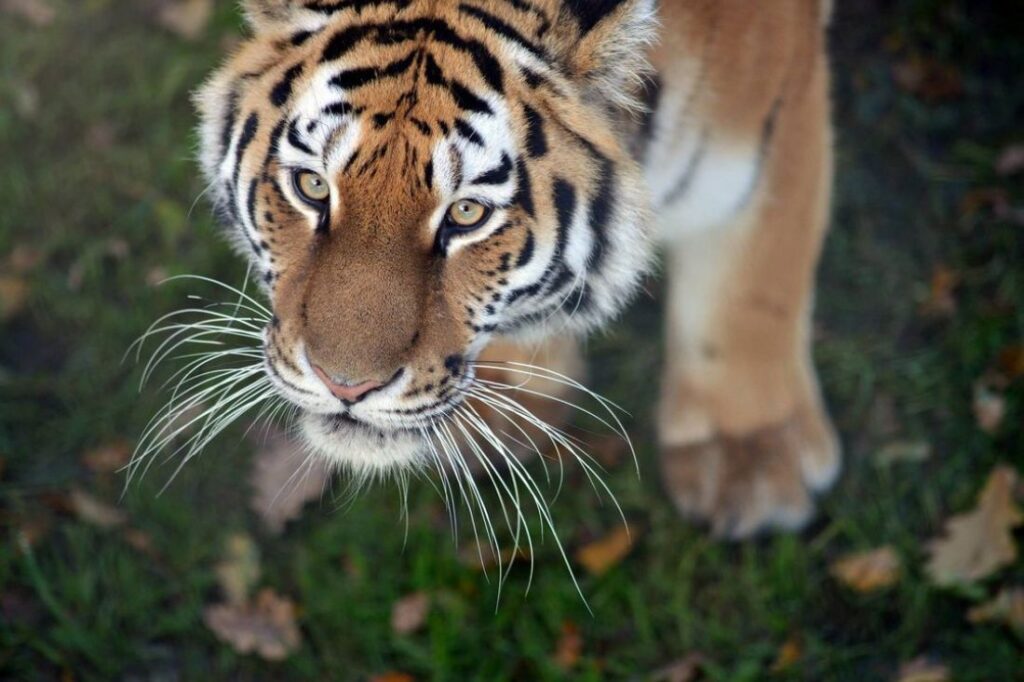 yorkshire wildlife park