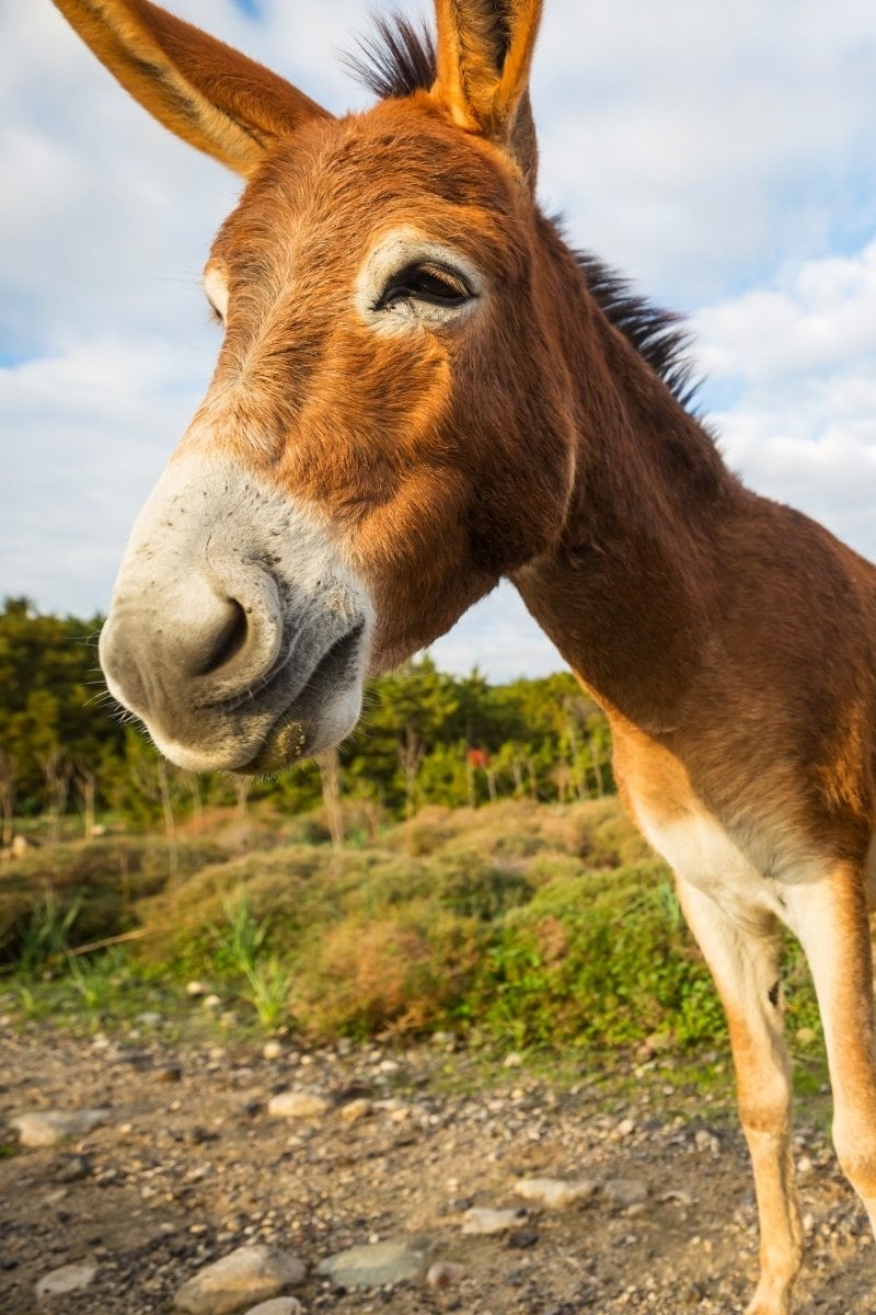 Donkey sanctuary in Devon