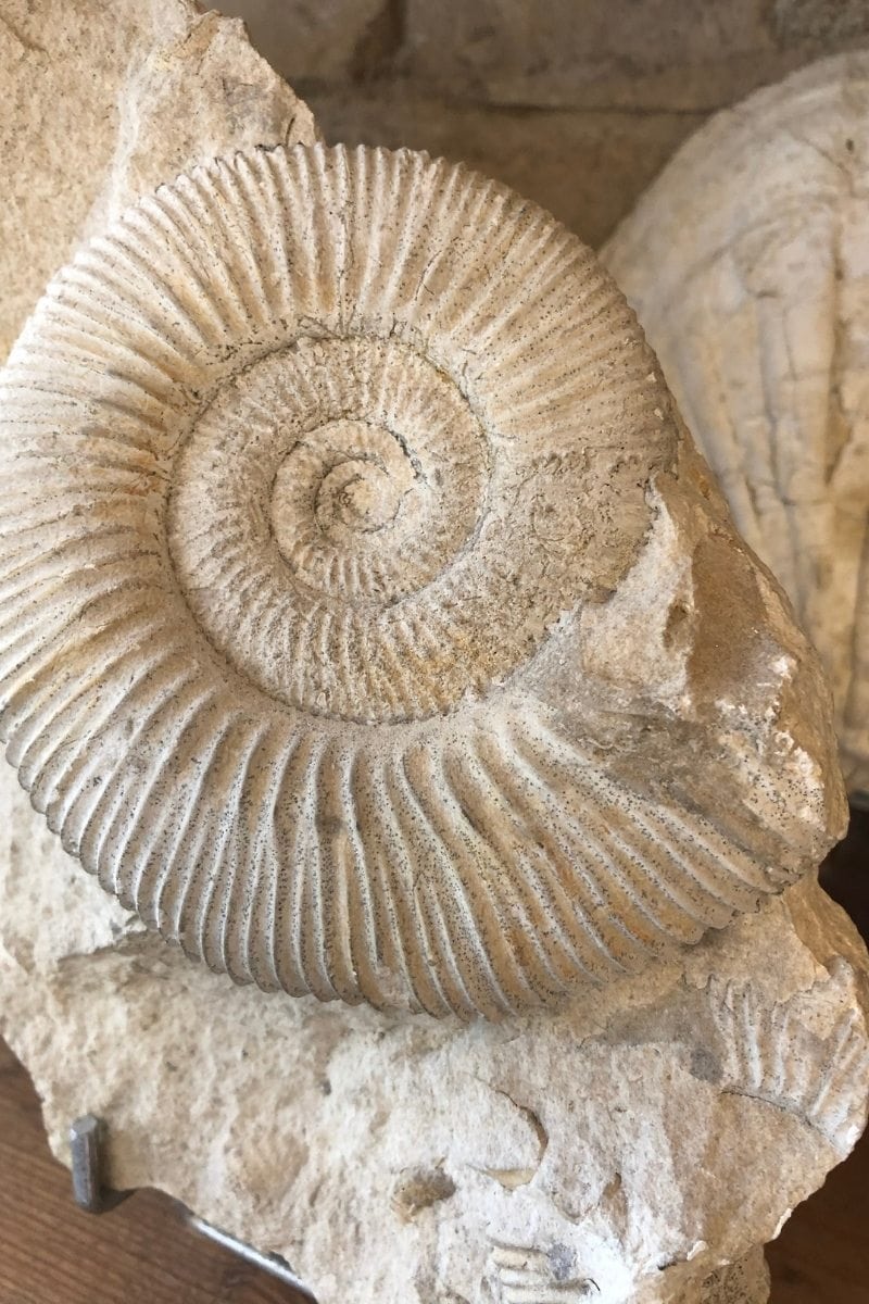 Fossil hunting in Devon